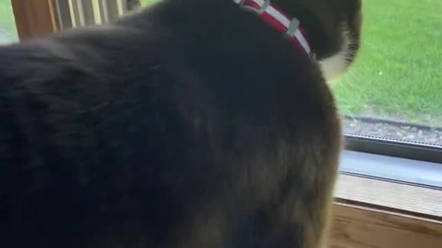It's amazing how Krieger loves and always waits for his big brother dog.