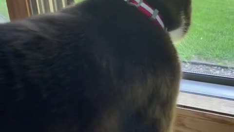 It's amazing how Krieger loves and always waits for his big brother dog.