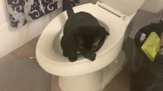 Pet Can't Find Privacy