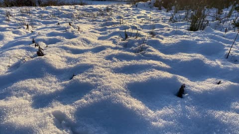 Allermuir and Cairketton in the snow