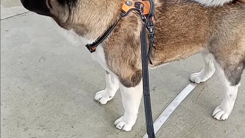 Akita meets troll