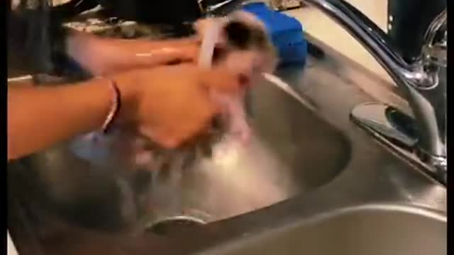 User to "mini pig" bath