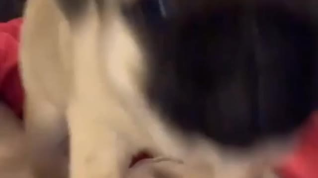 for adorable pugs! ♥️
