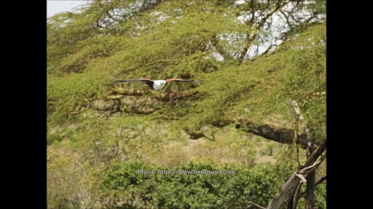 African Fish Eagle. Lake Naivasha, Kenya. Oct 2022