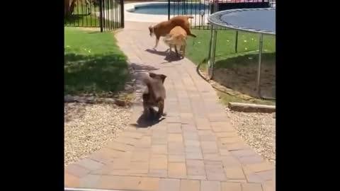 Cutest Funny Animals
