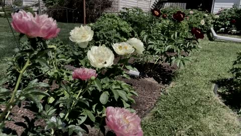 Canadian Peony Society Virtual Show