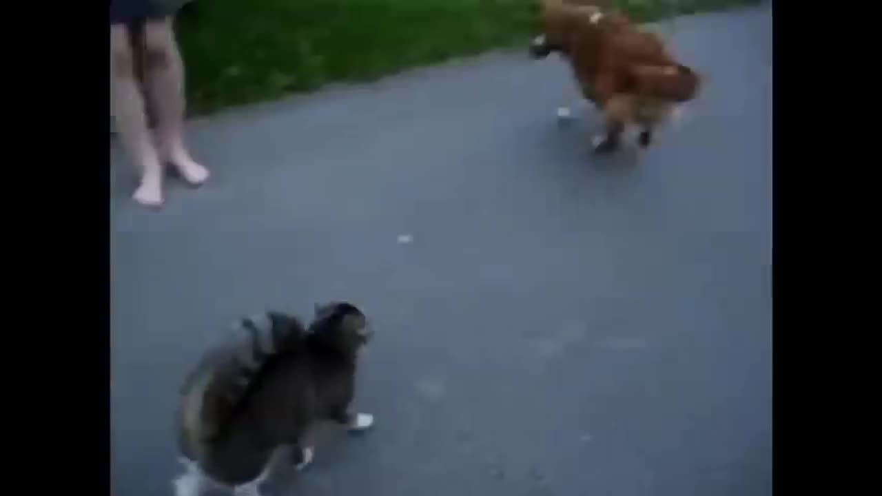 angry cat vs dog fight