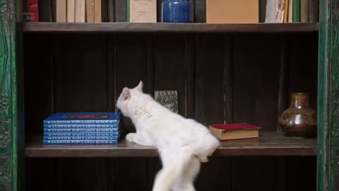 A cat jumping on the book shelves