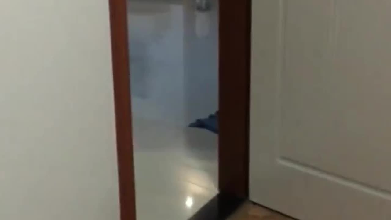 A cute cat is hungry 😂