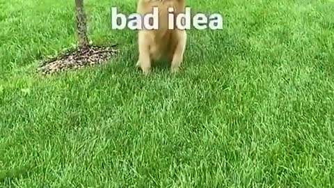 When that puppacino kicks in 🤪
