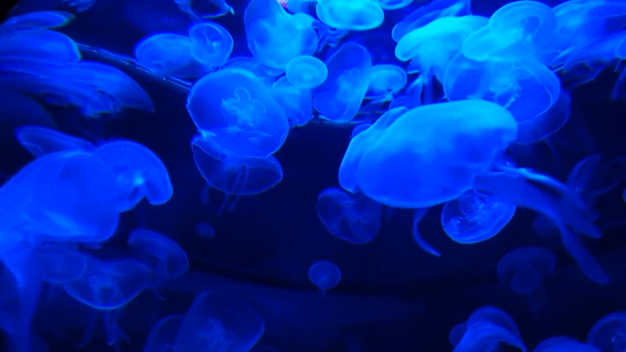 Blue Jellyfish