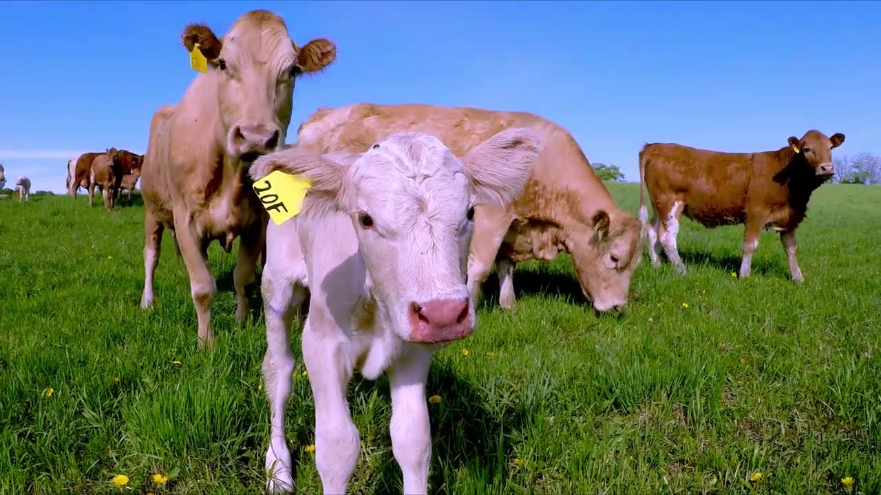 Mother cow & newborn calf greet stranger who helped them reunite