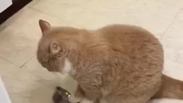 Cat video