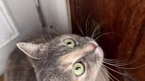 WATCH HOW Sounds that attract cats - Meow to make cats come to you 23M VIEWS