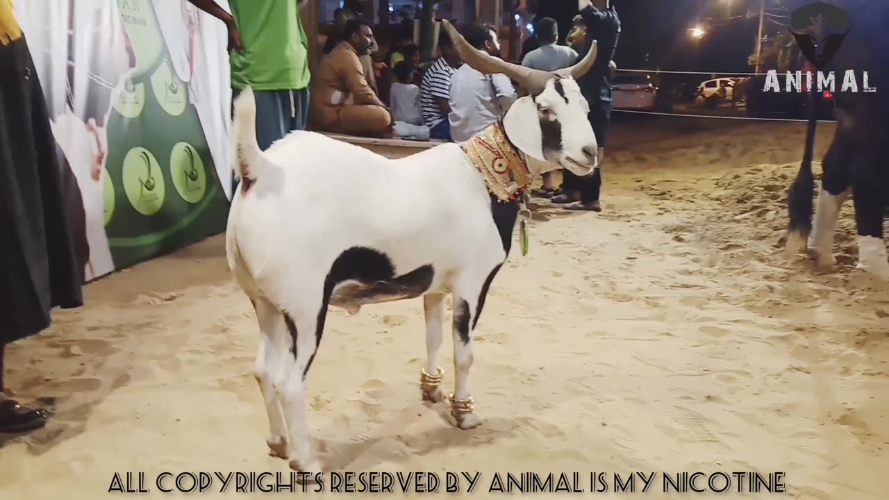 Nigar cattle and goat farm | Season 2023 | AnMol