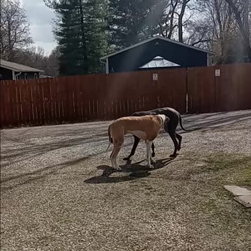 My Neighbors came by for a visit