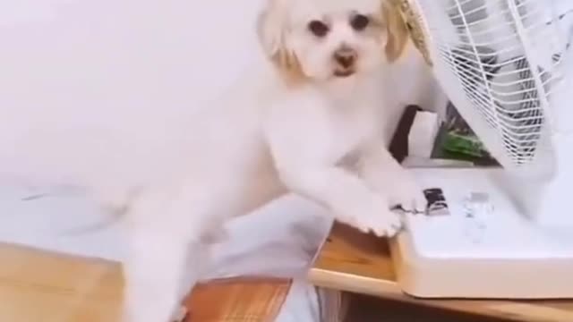 smart dog, cute dog!!