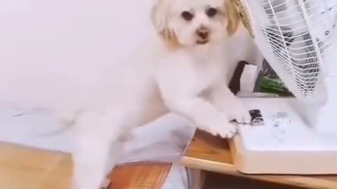 smart dog, cute dog!!