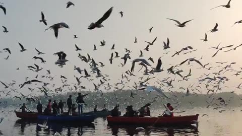 Flying seagulls at beach.