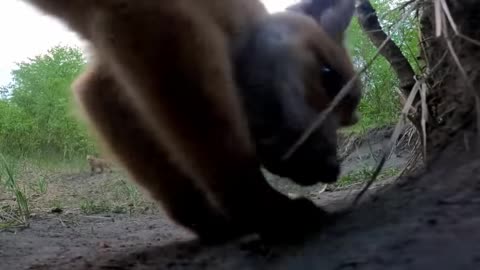 Baby Fox Plays With Cam