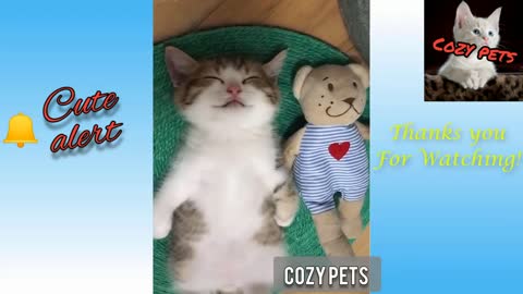 FUNNY ANIMAL PET VIDEO - ❤️😍Cute Alert! -Super Cute kittens ahead😍❤️