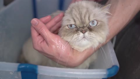 Cat who loves bathing