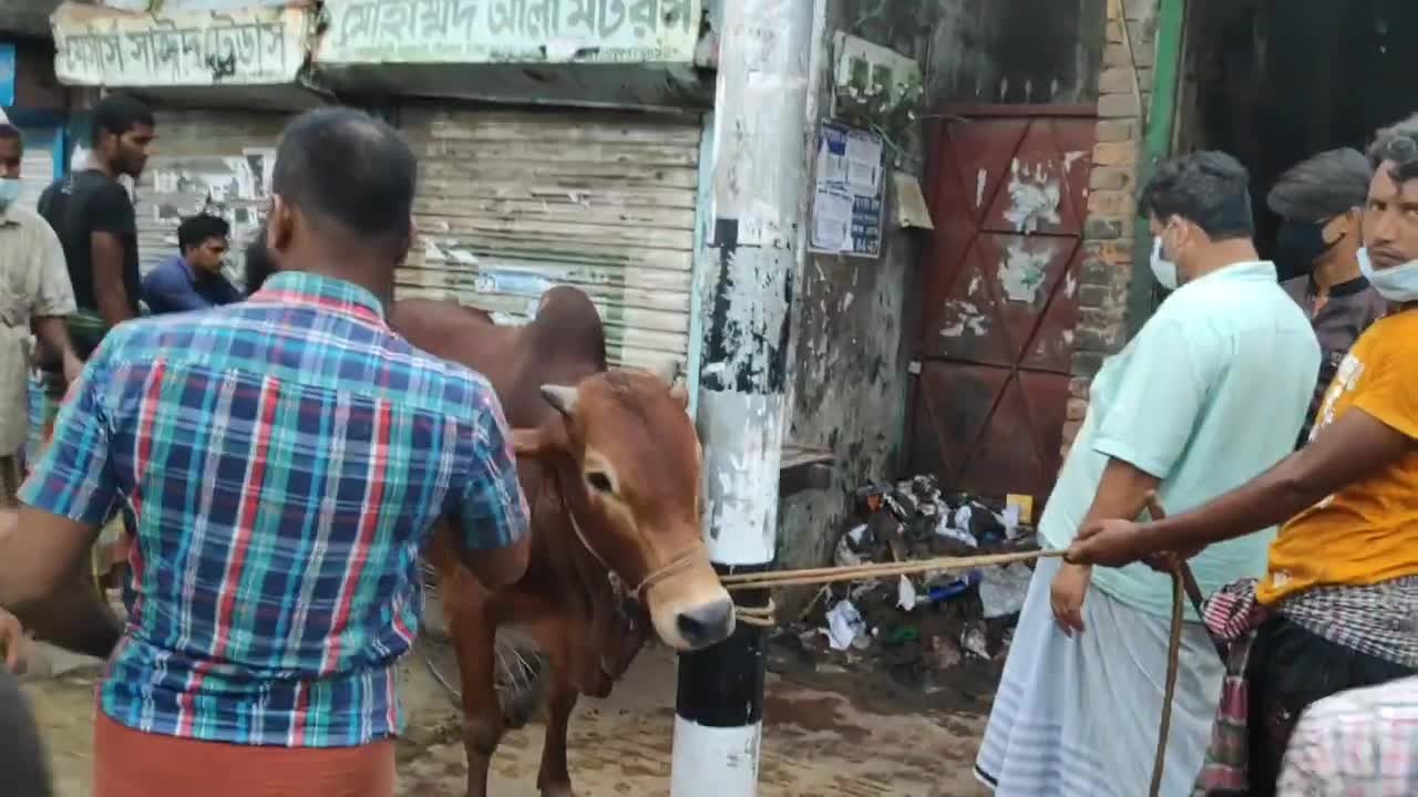 MAD AGGRESSIVE BULL CHASING PEOPLE