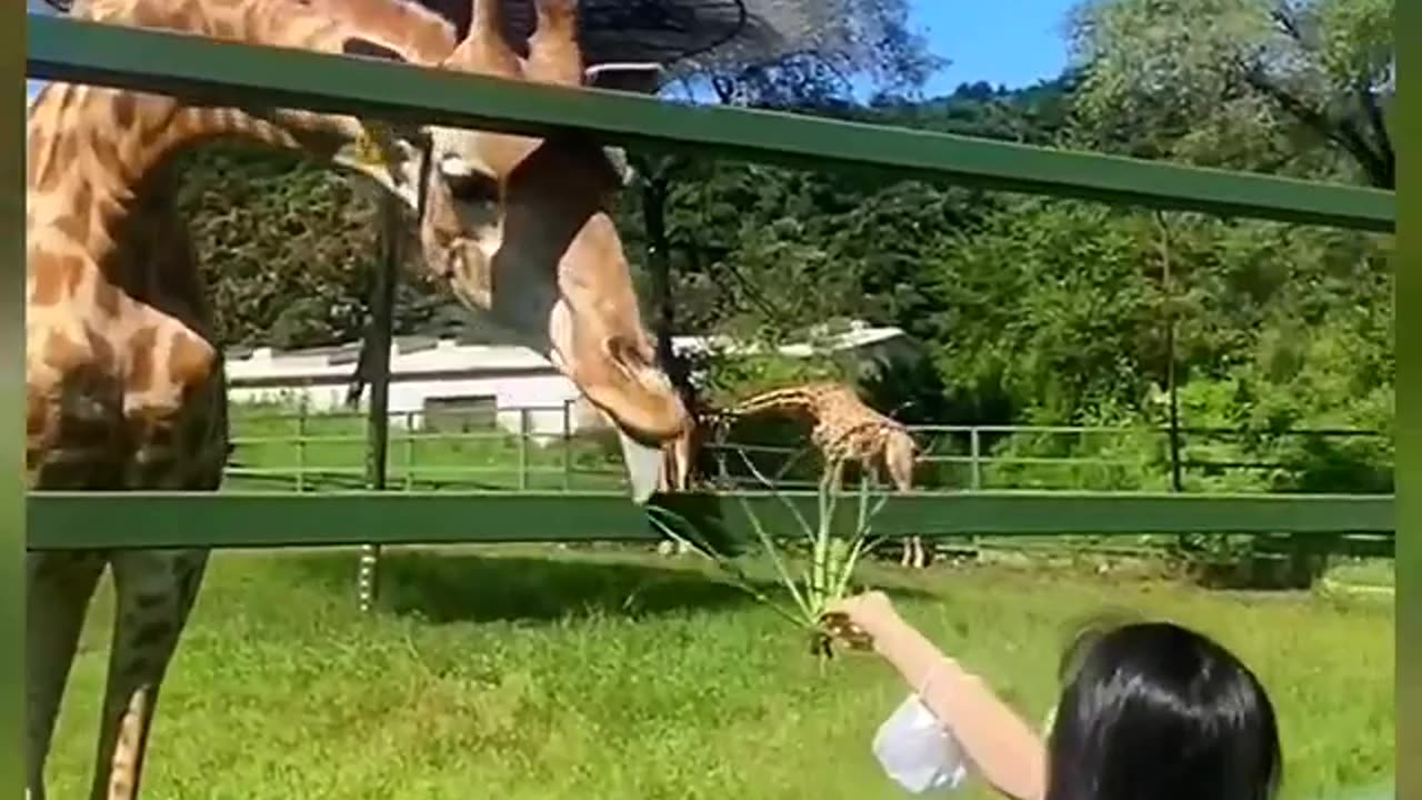 Rendom Funny video