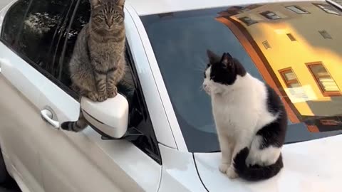 Stray Cats of Istanbul Surround Car