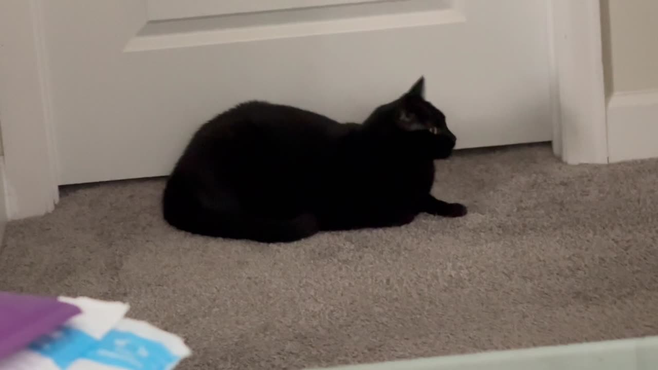 Adopting a Cat from a Shelter Vlog - Cute Precious Piper is A Dedicated Security Guard