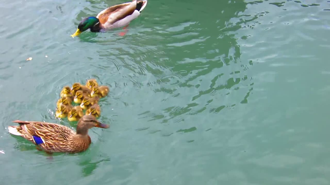 Duck Drop on Queens Quay Toronto