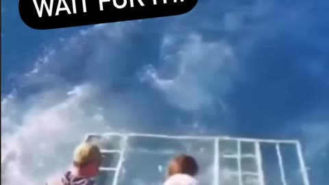 Shark in the cage