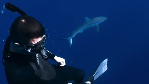 diving with shark, pure adrenaline