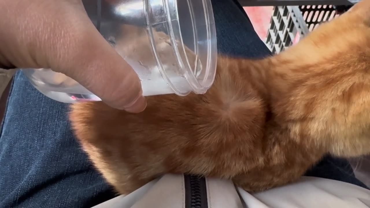 cat is water proof | Cat's bath time