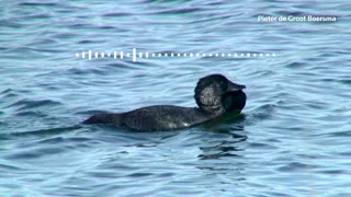 Australian duck says 'you bloody fool'