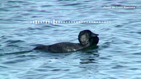 Australian duck says 'you bloody fool'