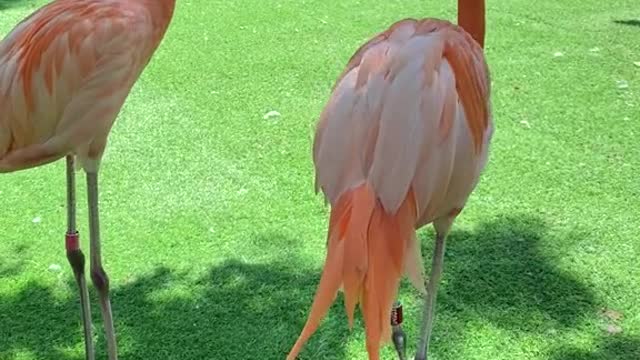 It's a real flamingo