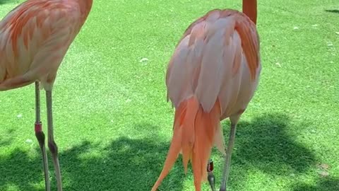 It's a real flamingo