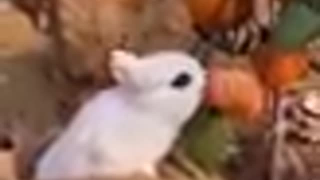 funniest animals ever.