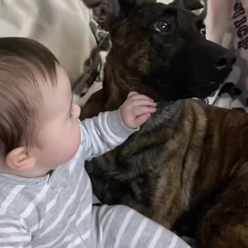 cute baby and cute dog, cute couple.Dog has precious reaction when owner places hand in front of his face