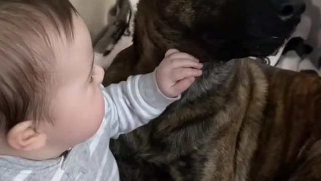 cute baby and cute dog, cute couple.Dog has precious reaction when owner places hand in front of his face