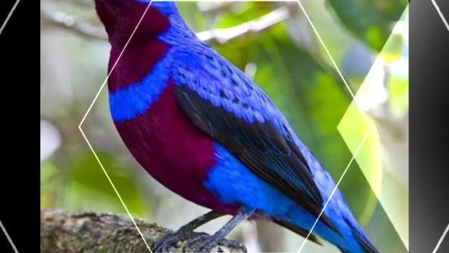 Awesome birds