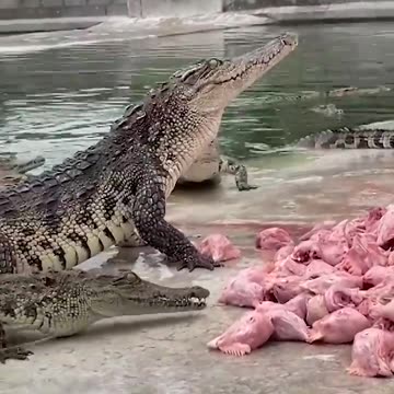 Farmer feeds crate of fresh meat to over 10000 crocodiles Shorts