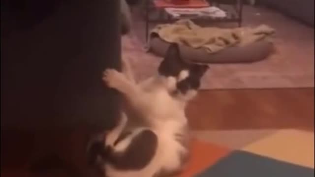 Funny moments a big cat