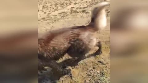 #happydog Funny animals - Funny cats / dogs - Funny animal videos
