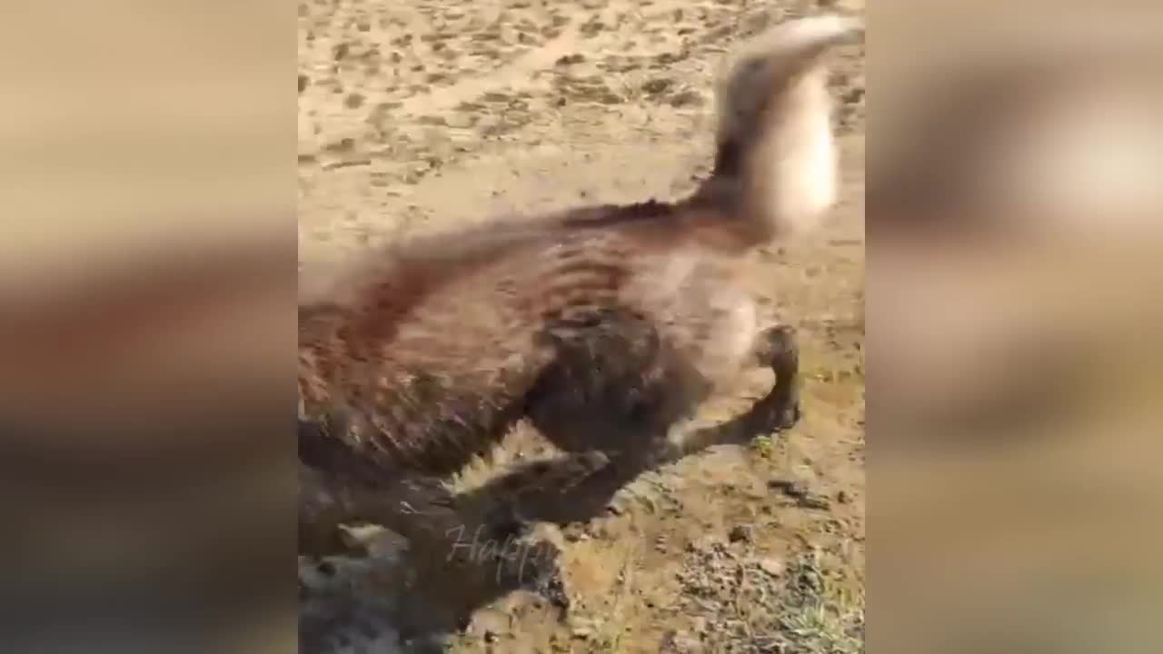 #happydog Funny animals - Funny cats / dogs - Funny animal videos