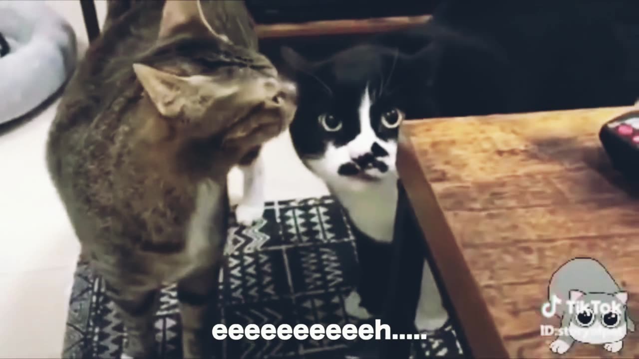 Ep. 2!! Funny Moment Of Cat!! Talking Cat