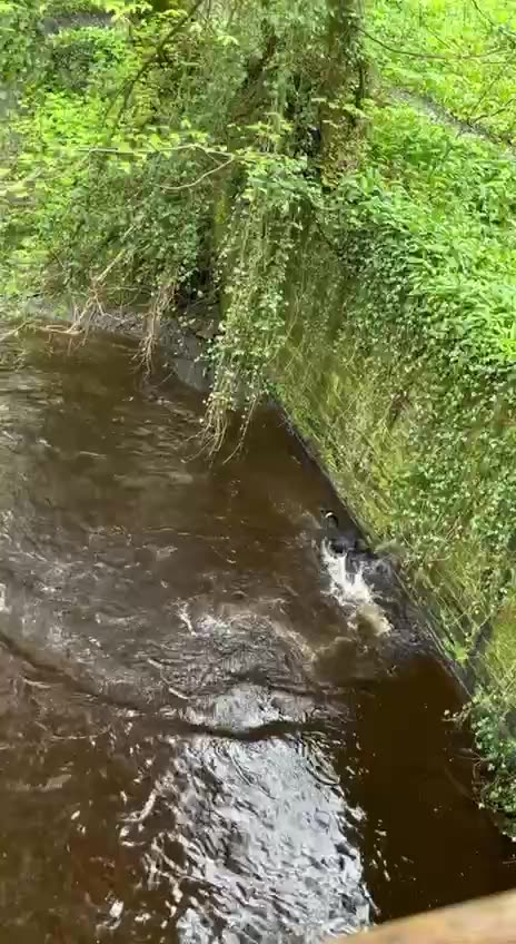 Funny Dog playing time🐶😂 | Talented Dog playing with him Self