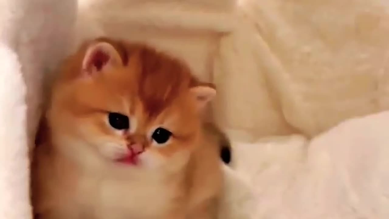 cute kitten 🥰😘