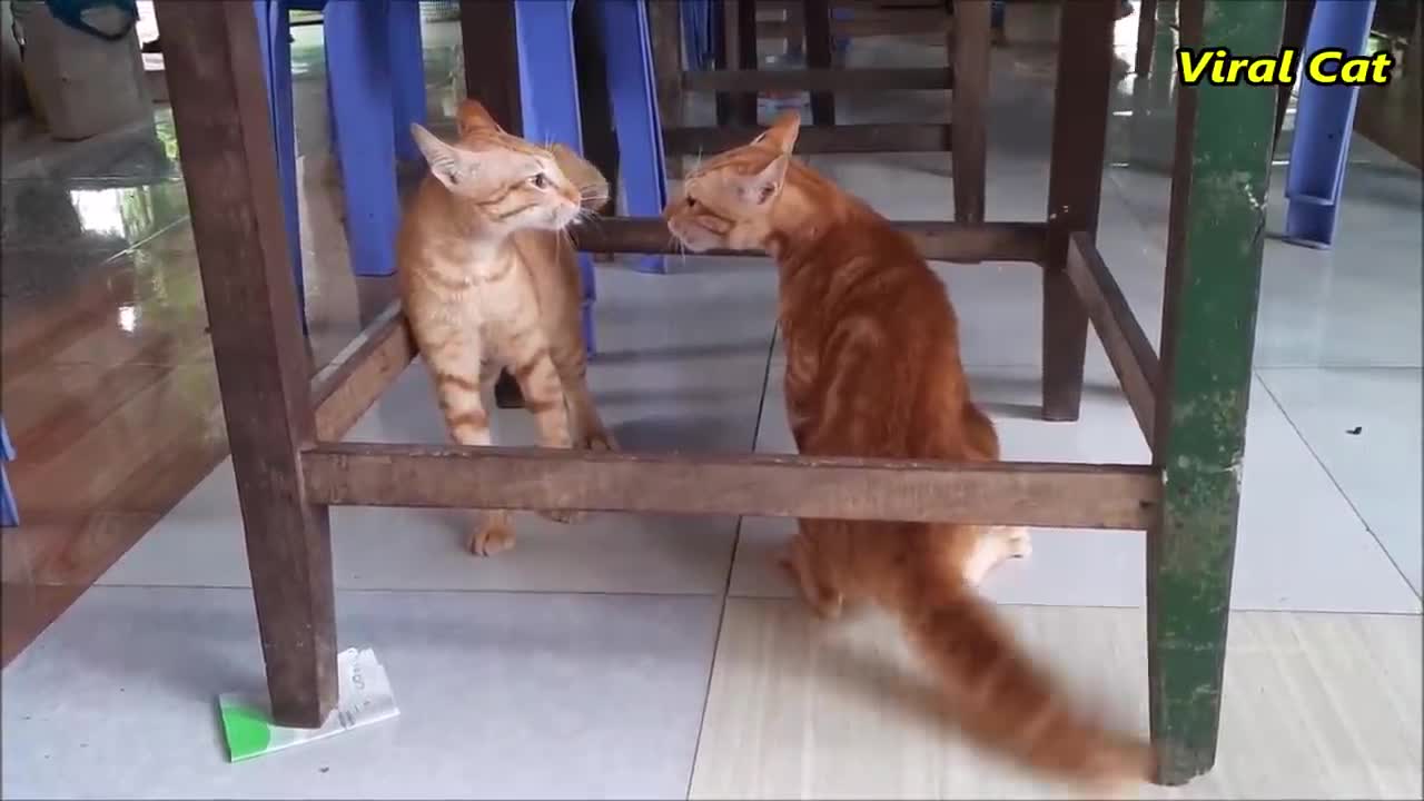 Cats fighting and meowing